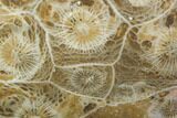 Polished Fossil Coral (Actinocyathus) - Morocco #100608-1